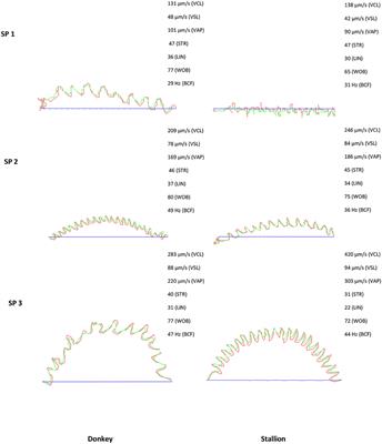 A New Approach of Sperm Motility Subpopulation Structure in Donkey and Horse